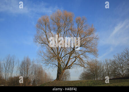Silver poplar in winter, Populus alba Stock Photo