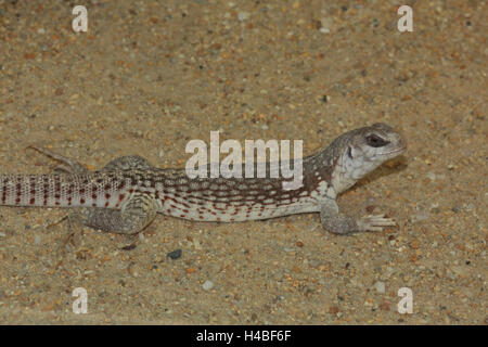 Desert iguana, Dipsosaurus dorsalis Stock Photo