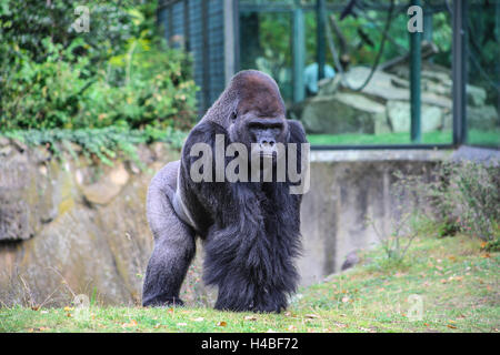 Gorilla male 'Ivo' in the Berlin Zoo Stock Photo