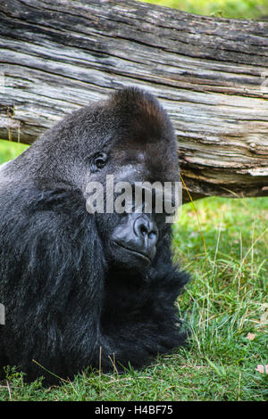 Gorilla male 'Ivo' in the Berlin Zoo Stock Photo