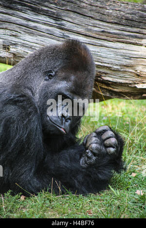 Gorilla male 'Ivo' in the Berlin Zoo Stock Photo