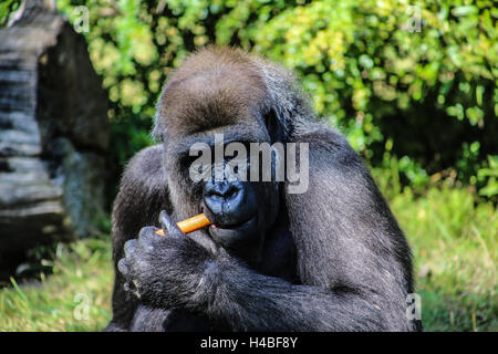 Gorilla in the Berlin Zoo Stock Photo