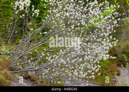 snowy mespilus Stock Photo