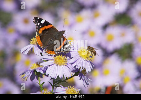 Butterfly, Red Admiral and insect on aster blossoms,