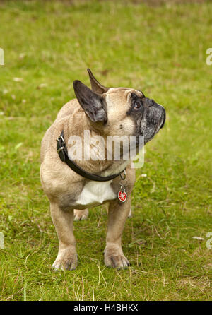 Dog, bulldog, meadow, standing, view side view, Stock Photo