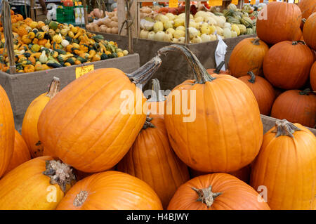 Pumpkins and squash for sale at the Jean Talon Market, Montreal, Quebec, Canada Stock Photo