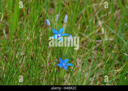 Bladder gentian, Gentiana utriculosa, blossoming, wet meadow, Stock Photo