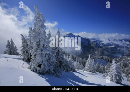 Germany, Bavaria, winter scenery, spruces, 'Tegelberg' (mountain) near Füssen, in the center the 2048 meter-high 'Säuling' (mountain), Stock Photo