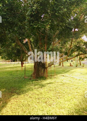 big and old ficus tree or weeping fig in a park Stock Photo