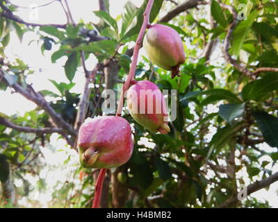 Malay rose apple, Malay apple, mountain apple, rose apple, Otaheite cashew, pink satin-ash, pommerac, Jamaican apple Stock Photo