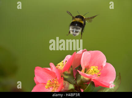 Buff-tailed bumblebee, Bombus terrestris, in flight Stock Photo