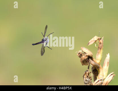 Common Awl Robberfly, Neoitamus cyanurus, in flight Stock Photo