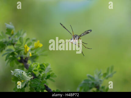 Downlooker snipefly, Rhagio scolopaceus, in flight Stock Photo