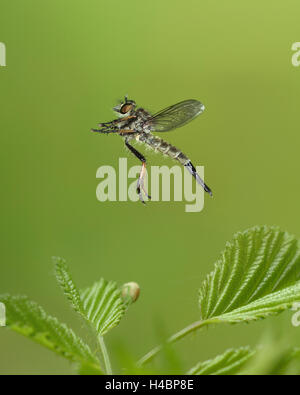 Common Awl Robberfly, Neoitamus cyanurus, in flight Stock Photo