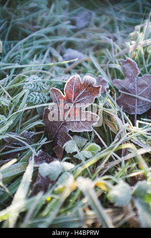 Oak leaf with frost in the back light Stock Photo