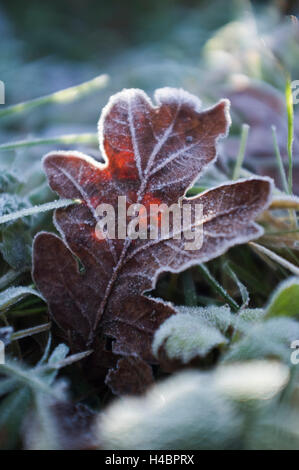 Oak leaf with frost in the back light Stock Photo