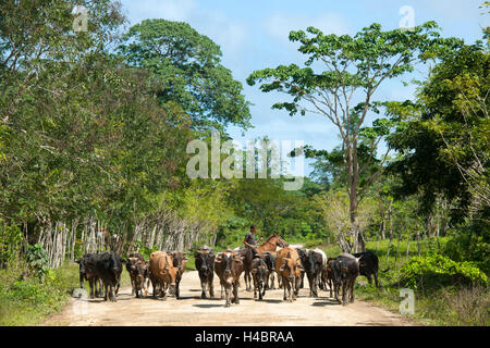 The Dominican Republic, the east, Sabana de la Mar, barkes on the street to the national park batch Haitises Stock Photo