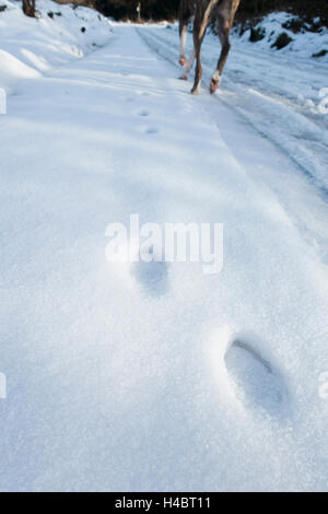 Paw prints and dog in the snow Stock Photo