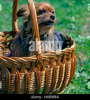 Yorkshire terrier in the basket, Stock Photo