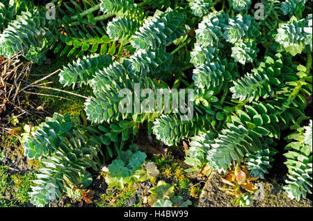 Myrtle spurge, Euphorbia myrsinites, attractive, evergreen, stone cultivated plant, resident, Southern Europe and East Europe, toxic Stock Photo