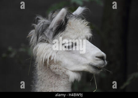 Alpaca Vicugna pacos Stock Photo