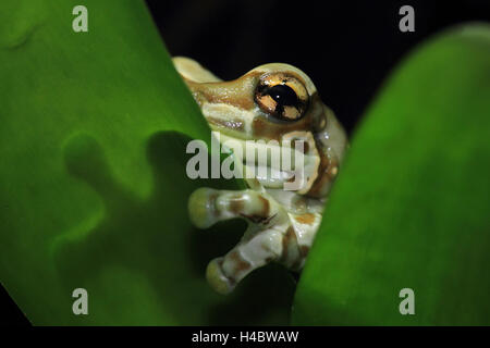 Mission golden-eyed tree frog sitting on leaf, Trachycephalus resinifictrix Stock Photo