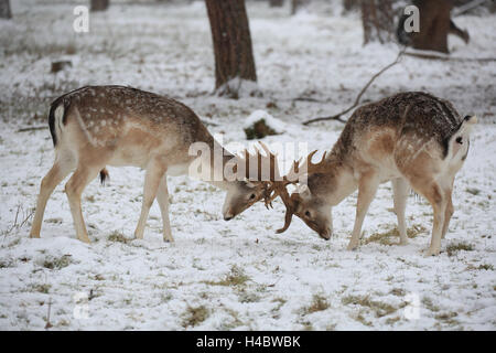 Fallow deer, rut in the snow, Dama dama Stock Photo