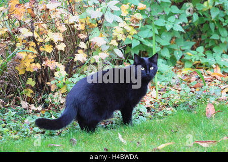 House cat in the garden Felis silvestris catus Stock Photo