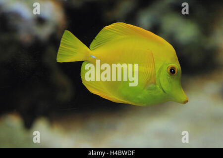 Yellow tang Zebrasoma flavescens Stock Photo