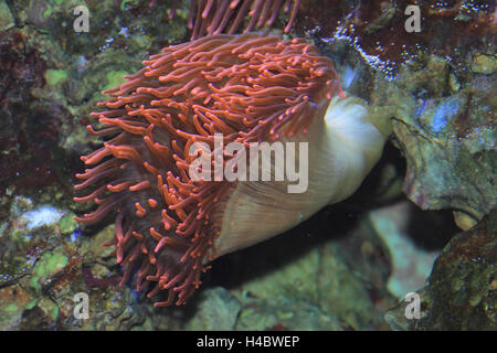 Bubble-tip anemone Entacmaea quadricolor Stock Photo