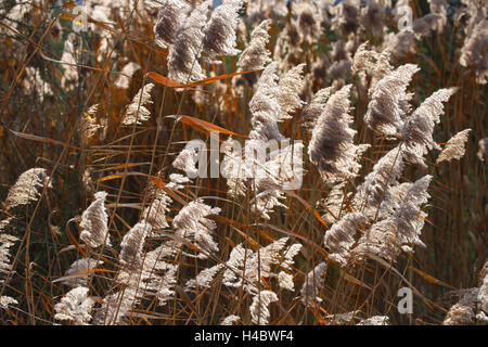 Reed Phragmites communis Stock Photo