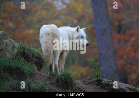 Tundra wolf, Canis lupus albus Stock Photo