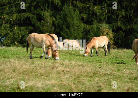 Przewalski's horses, Equus ferus przewalskii, glade, side view, standing Stock Photo