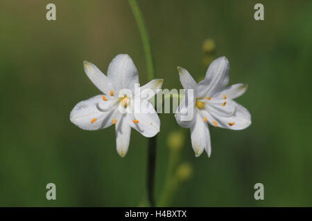 St Bernard's lily Anthericum liliago Stock Photo