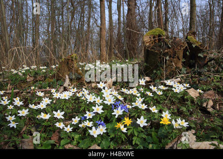 Rriparian forest with wood anemone or windflower, Anemone nemorosa Stock Photo