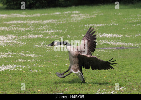 Canada goose, Branta canadensis, landing Stock Photo