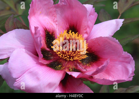 Caucasus peony Paeonia mollis Stock Photo