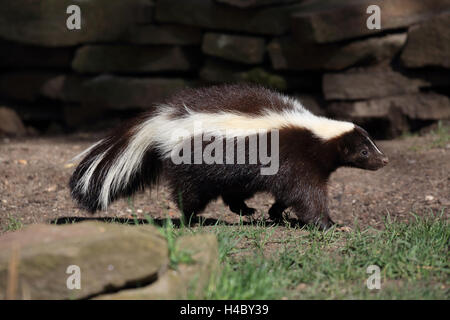 Striped skunk Mephitis mephitis Stock Photo