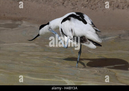 Pied avocet Recurvirostra avosetta Stock Photo