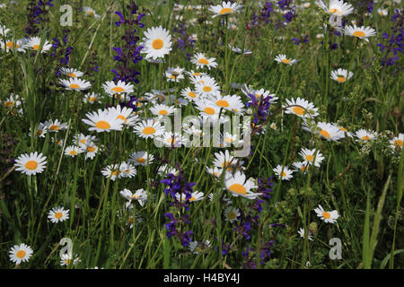 Meadow with ox-eye daisies and sage, Chrysanthemum leucanthemum Stock Photo