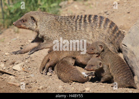 Banded mongoose with young animals, Mungos mungo Stock Photo