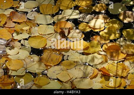 Colors of Fall, Birch trees in autumn Stock Photo