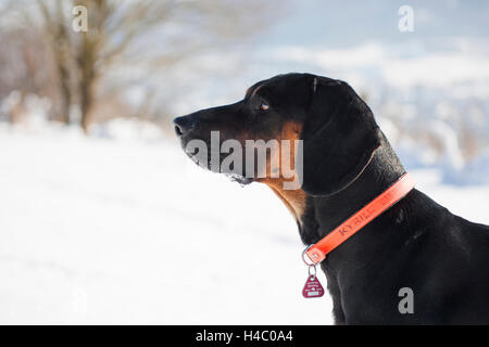 Gonczy Polski in the snow Stock Photo