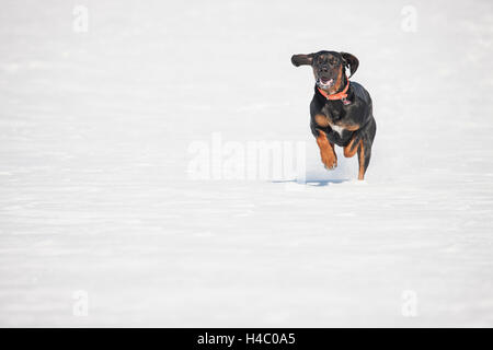 Gonczy Polski running in the snow Stock Photo