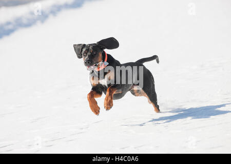 Gonczy Polski running in the snow Stock Photo