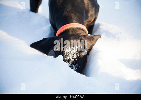 Gonczy Polski searching in the snow Stock Photo