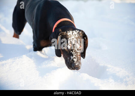 Gonczy Polski searching in the snow Stock Photo