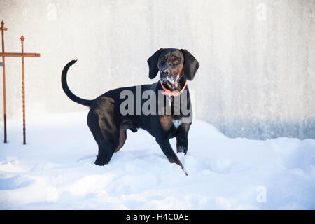 Gonczy Polski in the snow Stock Photo