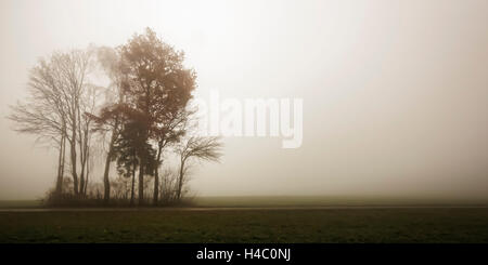 Germany, Bavaria, Allgäu, Irsee, trees, fog, hopeless, scenery Stock Photo