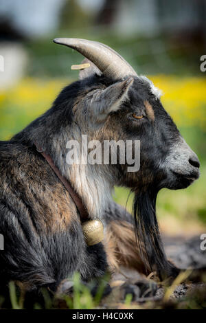 Goat, dwarf goat, spring Stock Photo